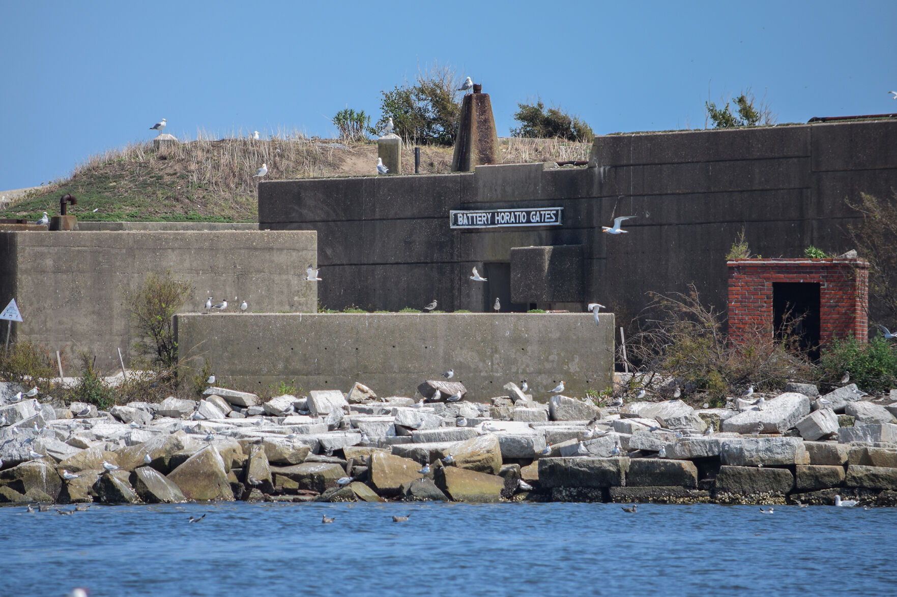 Seabirds at Fort Wool, VA